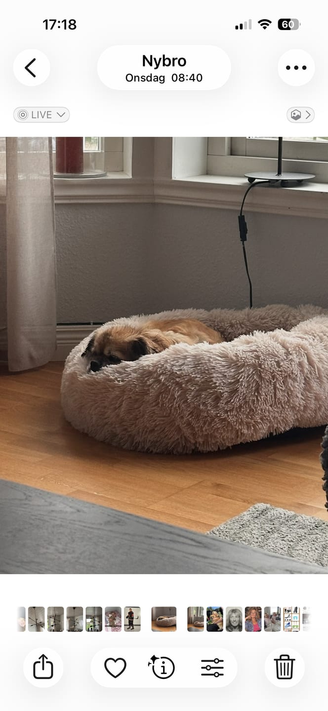 Customer photo review of CalmBed