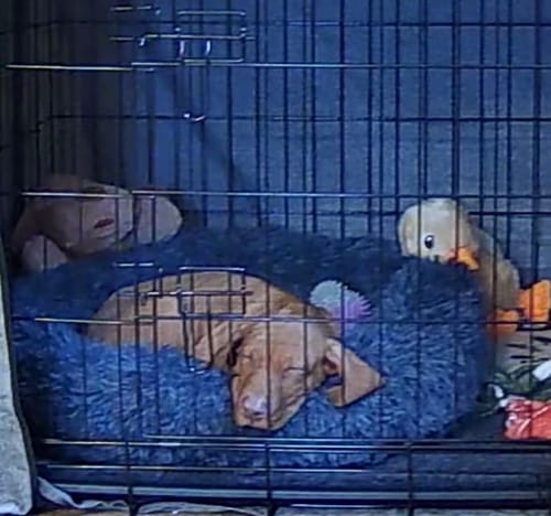 Customer photo review of Donut Dog Bed Calming Soft Comfy Anti Anxiety Plush Dog Bed