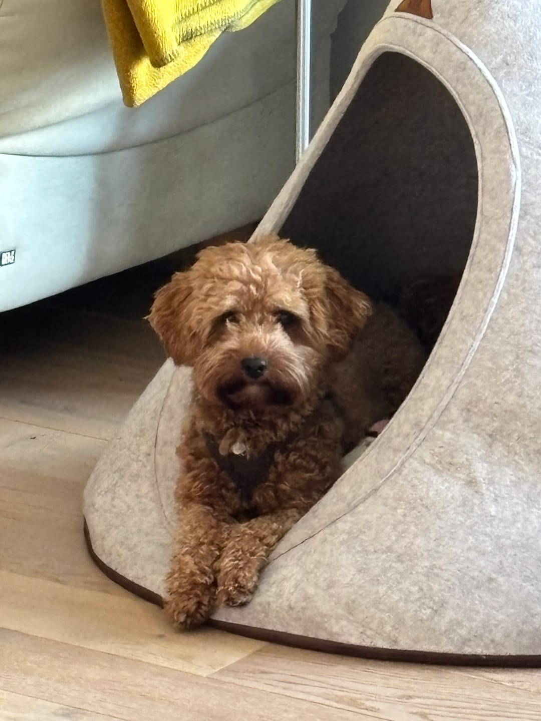 Customer photo review of Tonto - Luxury Dog Tipi