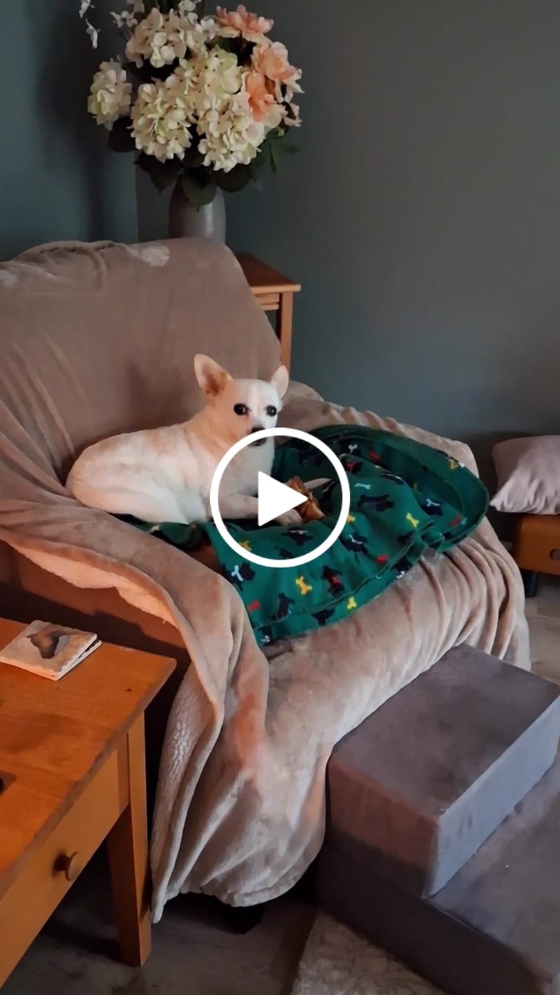 Customer video review of Ostrich Knuckle (Medium – 4" x 3"): The Perfect Chew for Small to Medium Dogs & Sensitive Stomachs