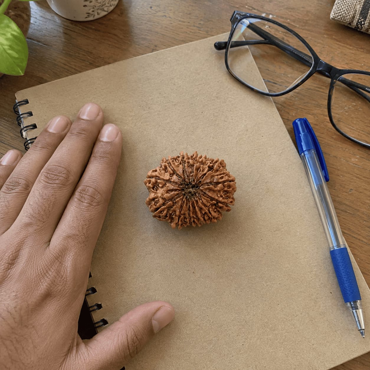 Customer photo review of 14 Mukhi Rudraksha (Nepali)