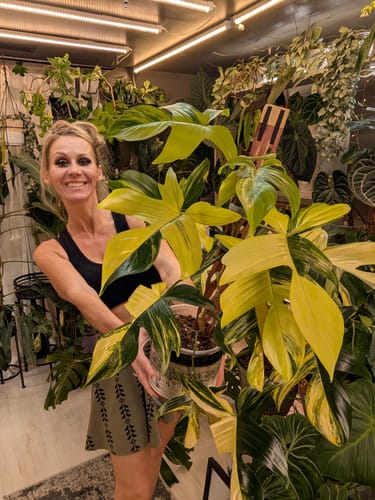 Customer photo review of Zella - Wooden Extendable Plant Support