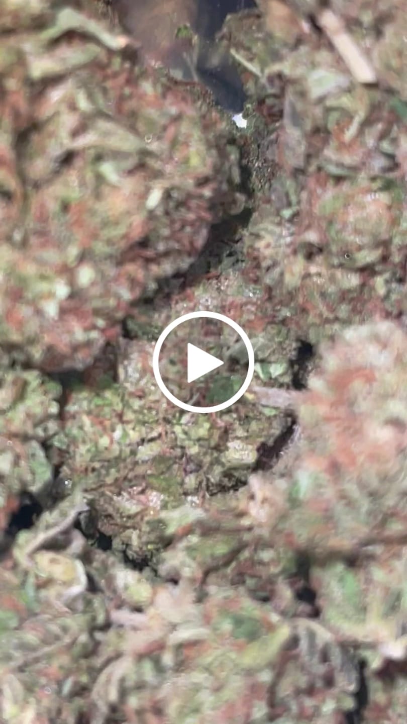 Customer video review of Acapulco Punch THCA Flower