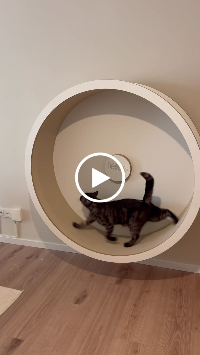 Customer video review of Elmato Katzenlaufrad Rocky Wandlaufrad