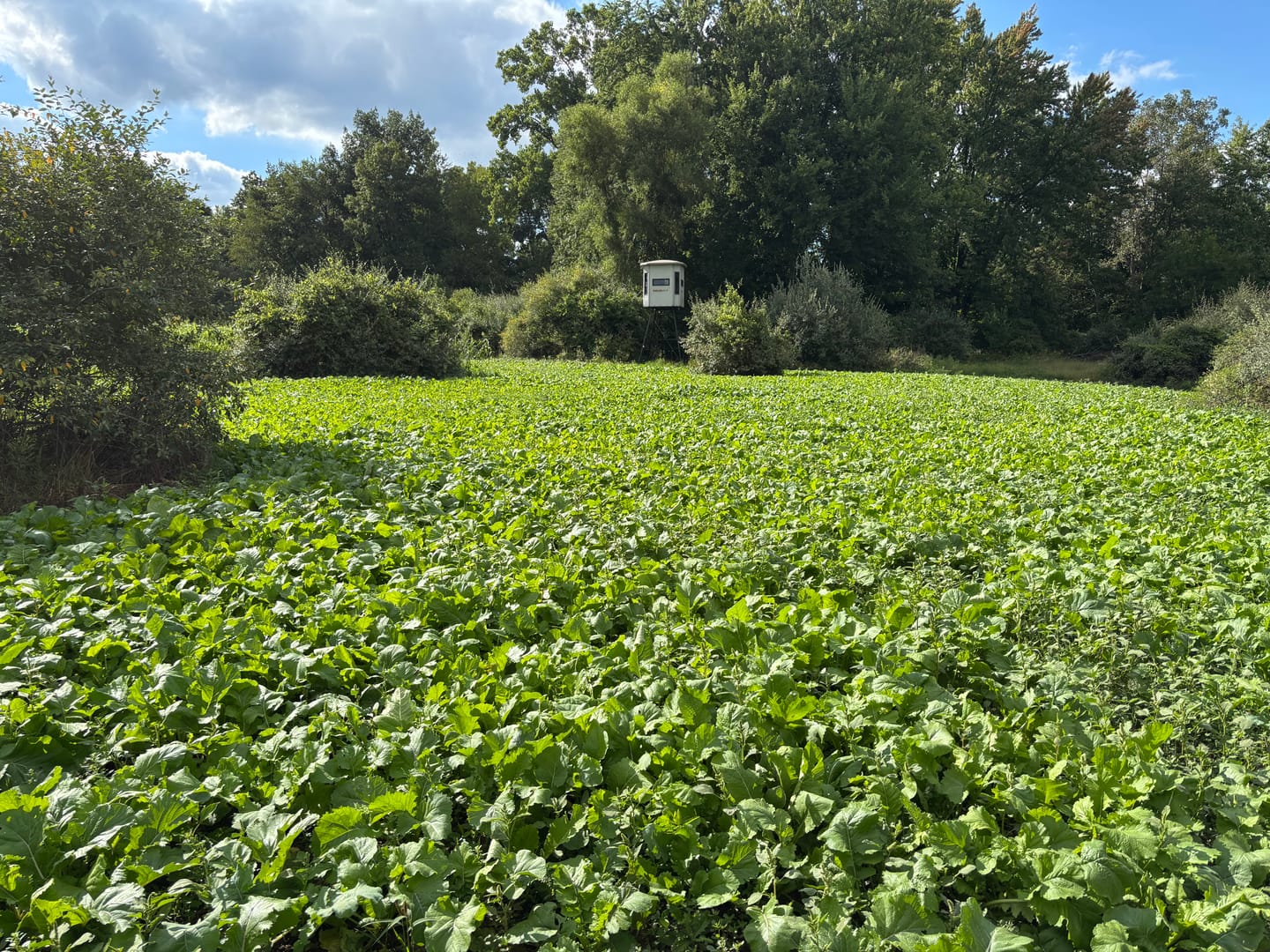 Customer photo review of Big Sexy™ Food Plot Seed