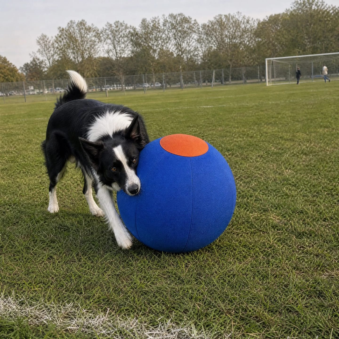 Customer photo review of DriveBall — Herding Ball for High-Drive Dogs, Zip-Close Oxford Cover, Replaceable Bladder
