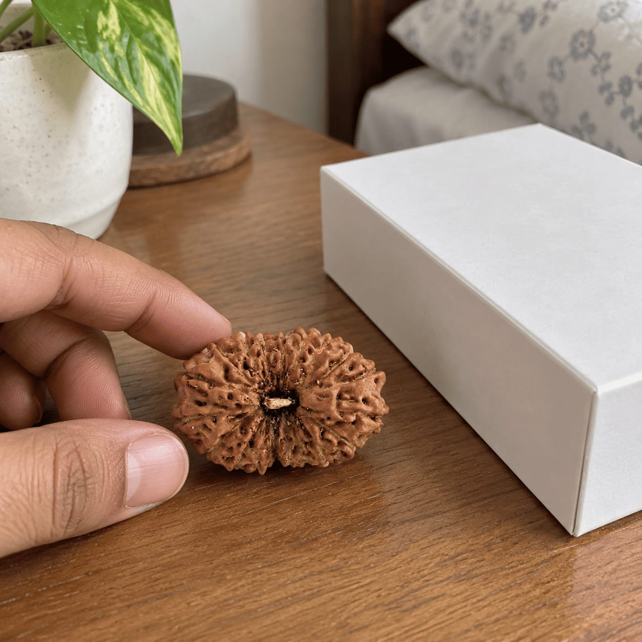 Customer photo review of Original 18 Mukhi Rudraksha (Nepali)