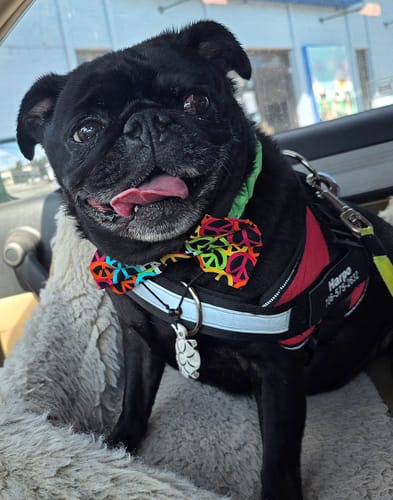 Customer's black pug wearing a Dogshood No Pull Harness with a colorful bowtie in a car.