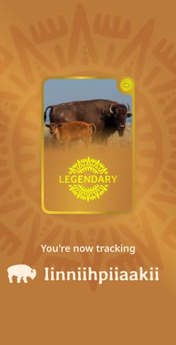 Customer's digital tracking screen for The Roam Bracelet, showing a Legendary bison and the name Iinnihpiiaakii.
