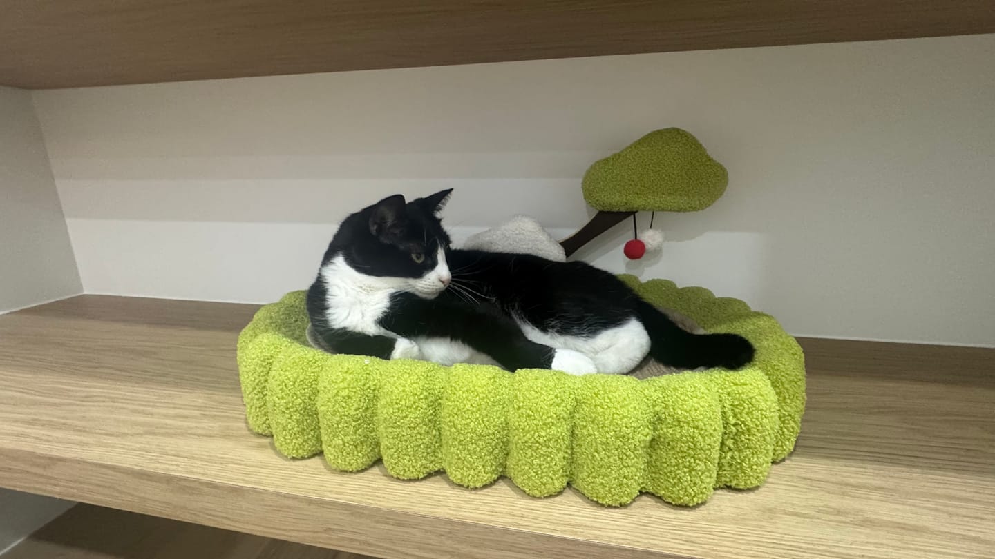 Customer photo review of Multifunctional Cat Scratcher Bed