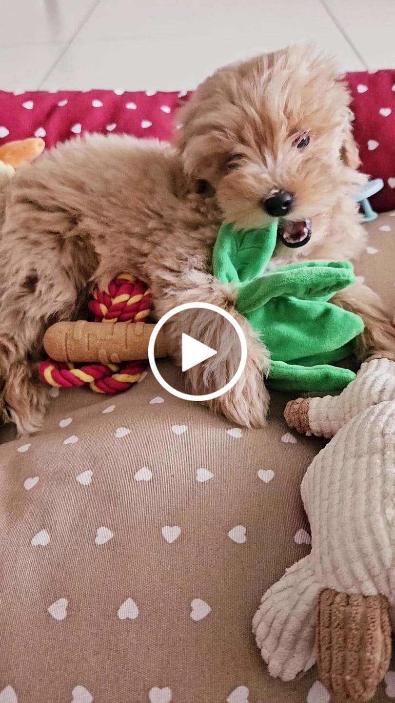 Customer video review of Baby Palm