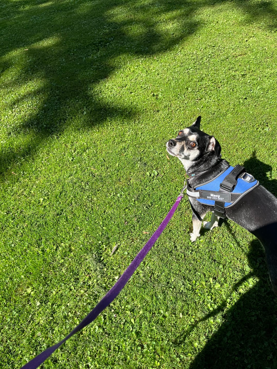Customer photo review of Dogshood ™ Ergonomic Harness