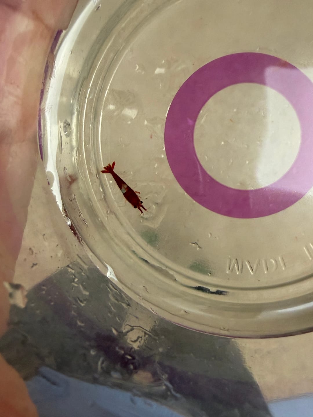 Customer photo review of Red Rili Shrimp