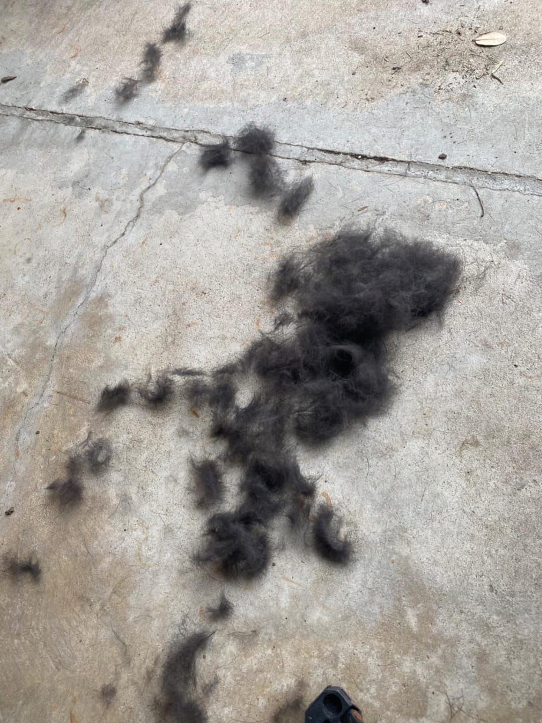 Customer photo review of CleanPaws™ Peluqueria Profesional en Casa