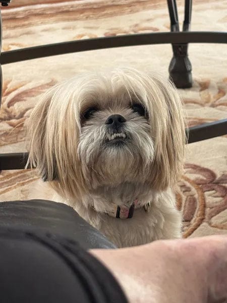 Customer photo review of Canident Polvo Dental para Perros – Removedor de Placa Natural a base de Algas Marinas para Perros