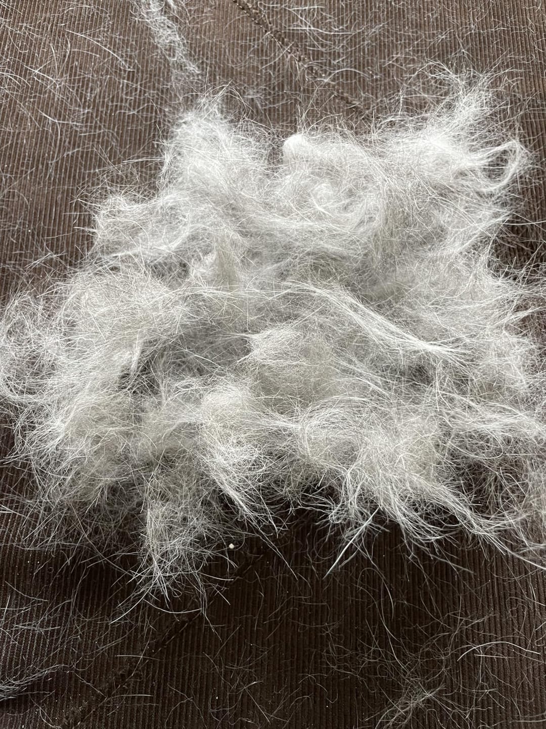 Customer photo review of CleanPaws™ Peluqueria Profesional en Casa