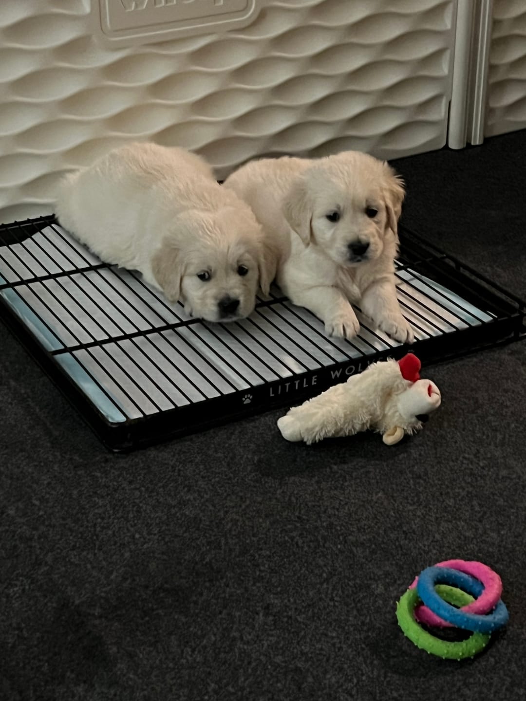 Customer photo review of Little Wolves Potty Tray 22" x 22"