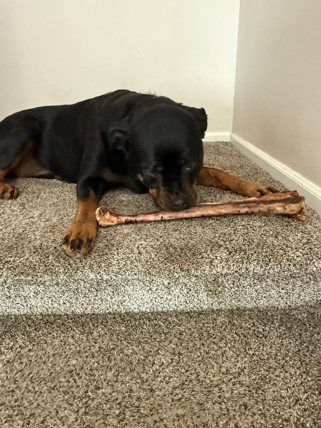 Customer photo review of Ostrich Long Bone (19" x 3.5"): The Ultimate Challenge for Medium, Large & Extra-Large Dogs