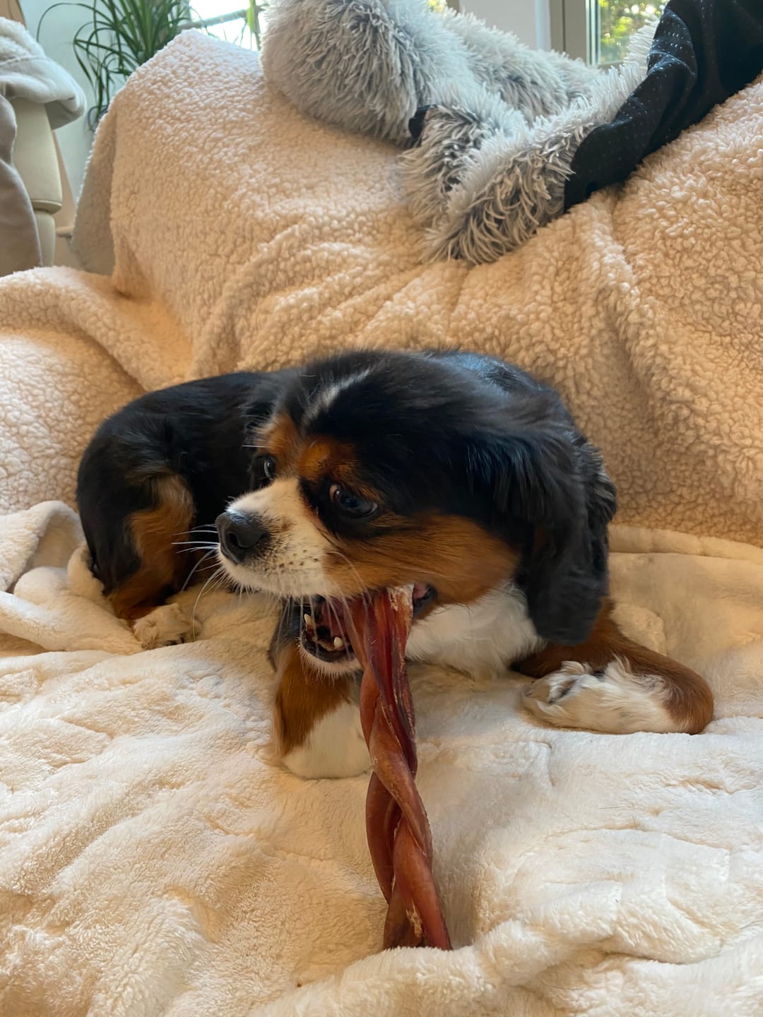 Customer photo review of 6 Inch Thick Braided Bully Stick