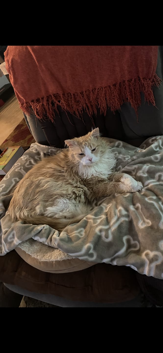 Customer photo review of Fit Litter