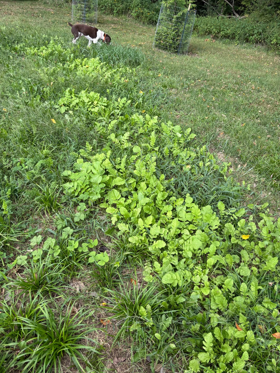 Customer photo review of No Till No Problem