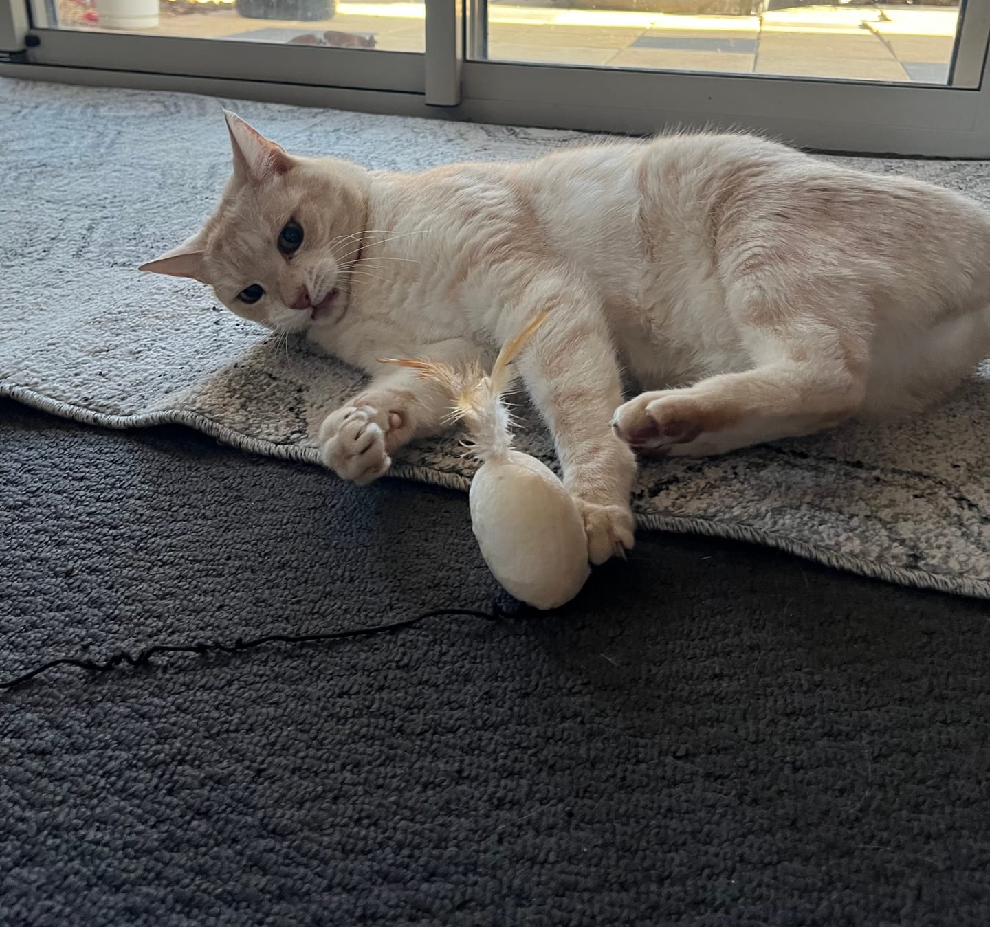 Customer photo review of Wooden Cat Stick And Toys Kit With 7 Pieces