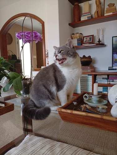 Customer photo review of Grain Free Cat Adult