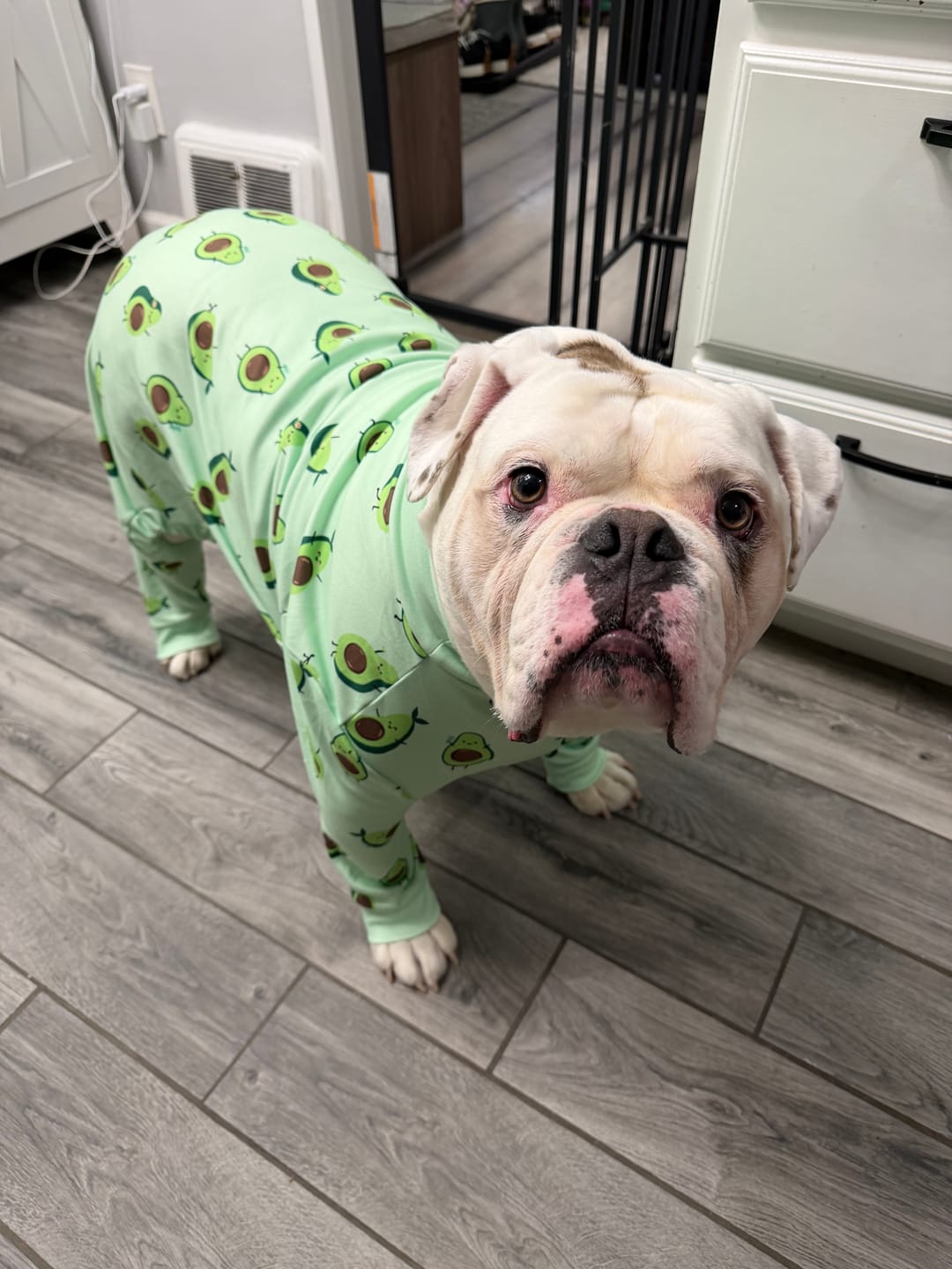 Customer photo review of Dog Pajama - Avocado