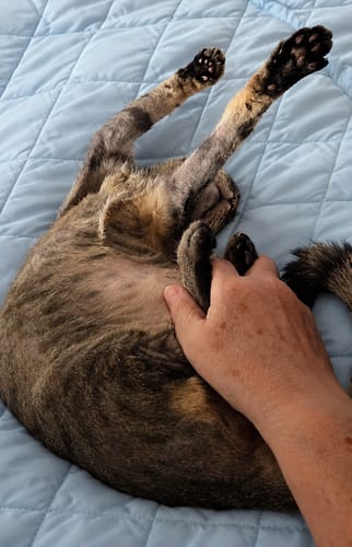 Kunde streichelt eine Katze, die gemütlich auf der hellblauen, gesteppten EasySleep Decke liegt.