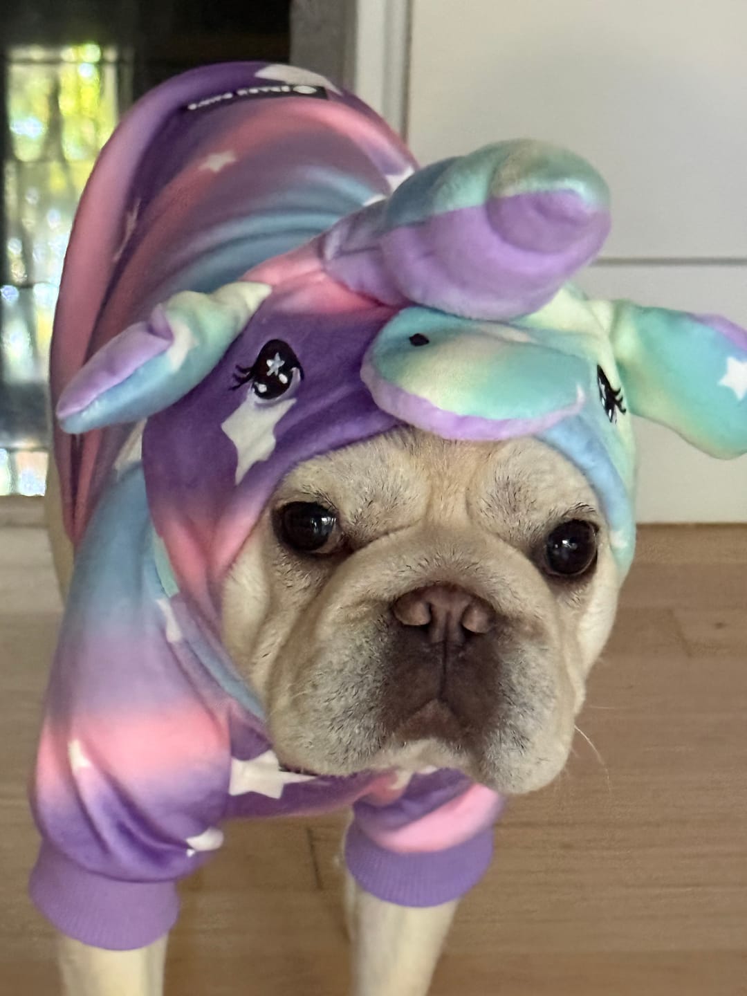 Customer photo review of Halloween Dog Hoodie - Reflective Skeleton