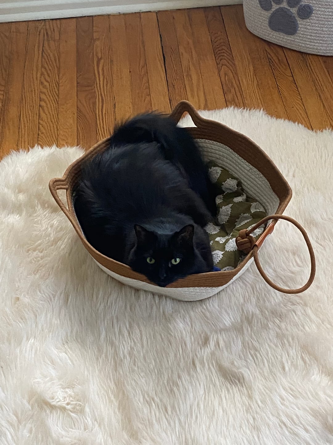 Customer photo review of Instinct Mat | The Scratching Mat Her Biology Actually Recognizes (NEW)