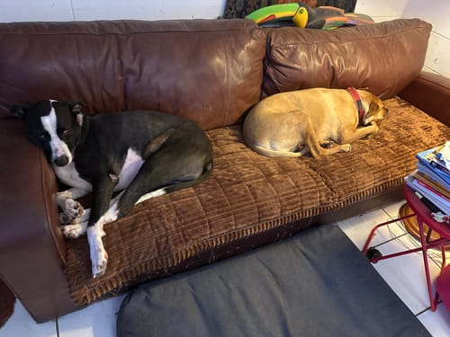 Customer photo review of Cosy Couch - Couch Cover