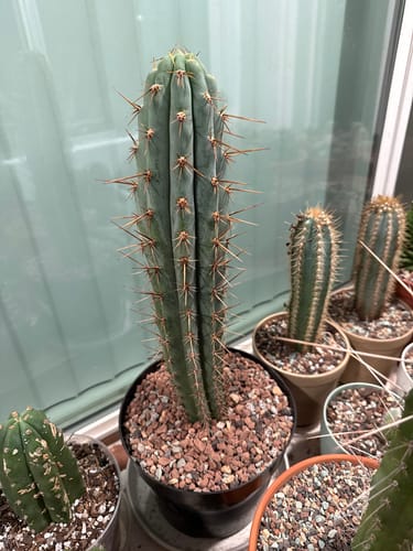 Customer photo review of Trichocereus Peruvianus | Peruvian Torch Cactus