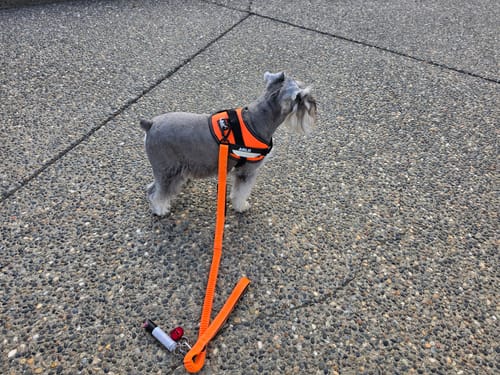 Customer's small gray dog wearing an orange Dogshood No Pull Harness while standing on concrete.