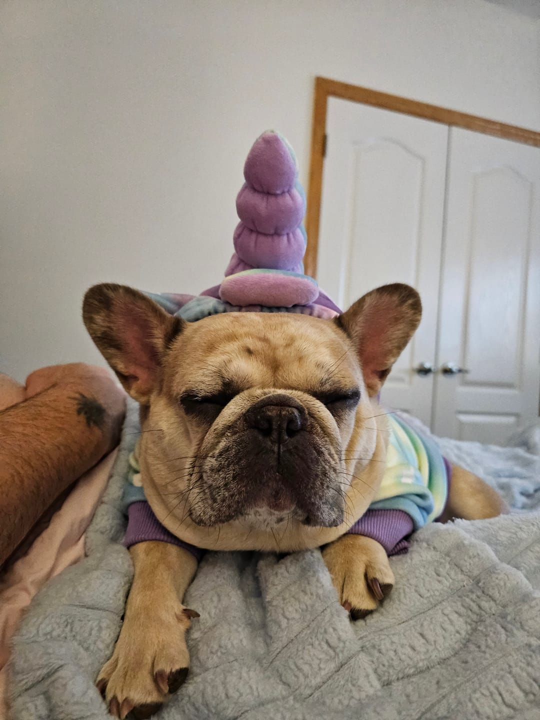 Customer photo review of Halloween Dog Hoodie - Unicorn
