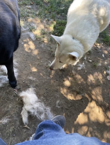 Customer photo review of CleanPaws™ Peluqueria Profesional en Casa