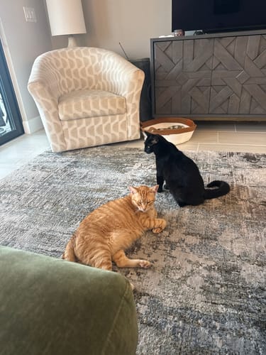 Customer's Instinct Basket sitting on the floor near an orange tabby cat and a black cat.