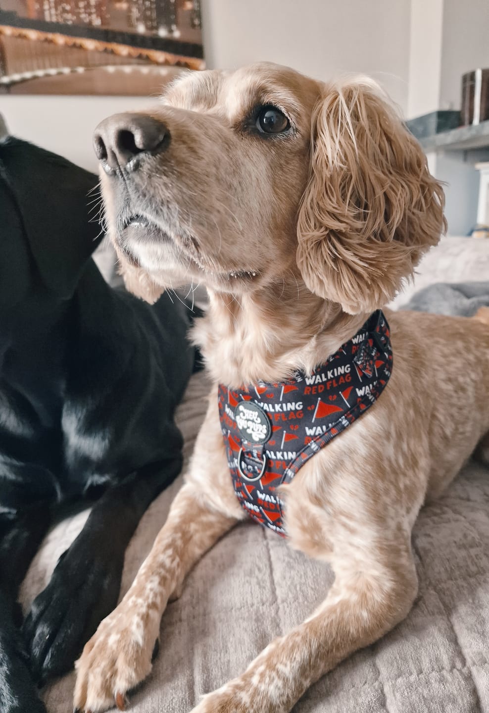 Customer photo review of Walking red flag harness - preorder