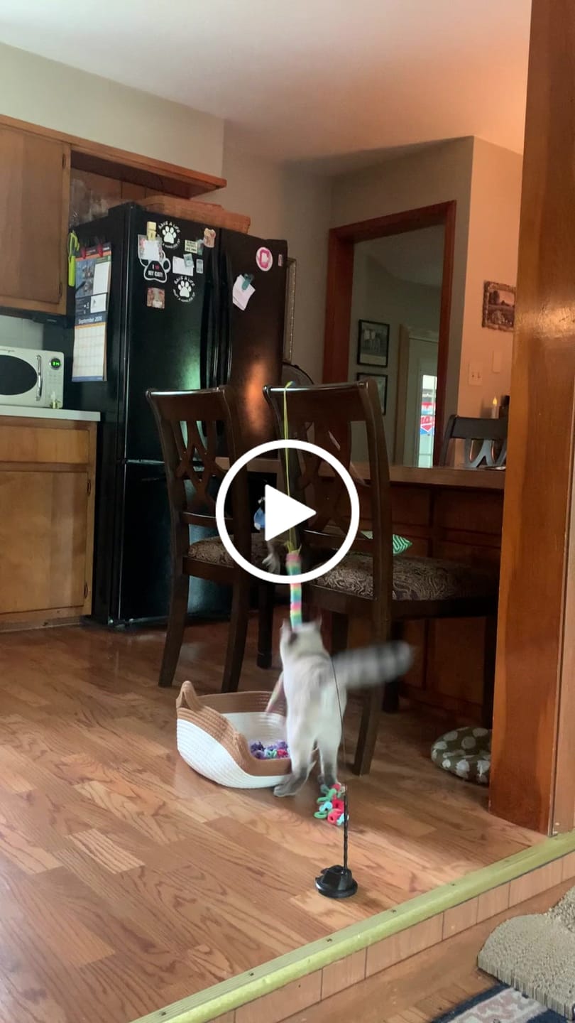 Customer video review of Bird Attachments (Interactive Bird Simulation Cat Toy)