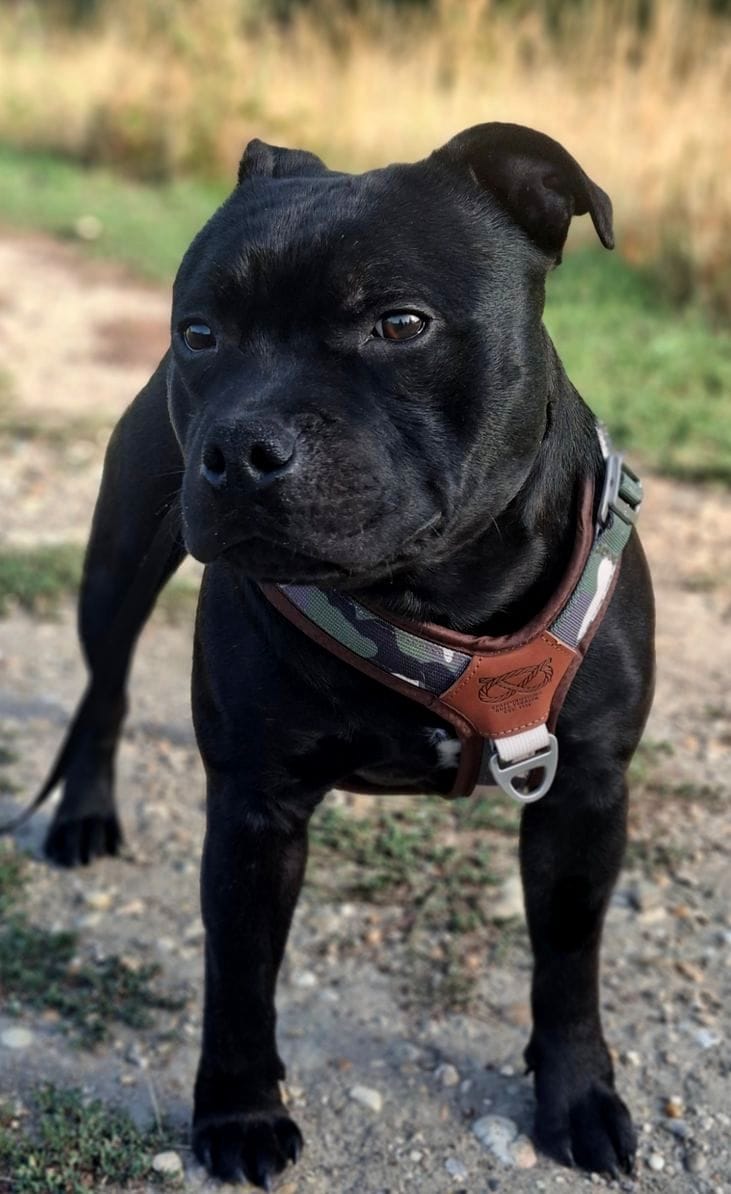 Customer photo review of Staffordshire Bull Terrier 1935® Harness & Leash Set - Classic Camo & Choco