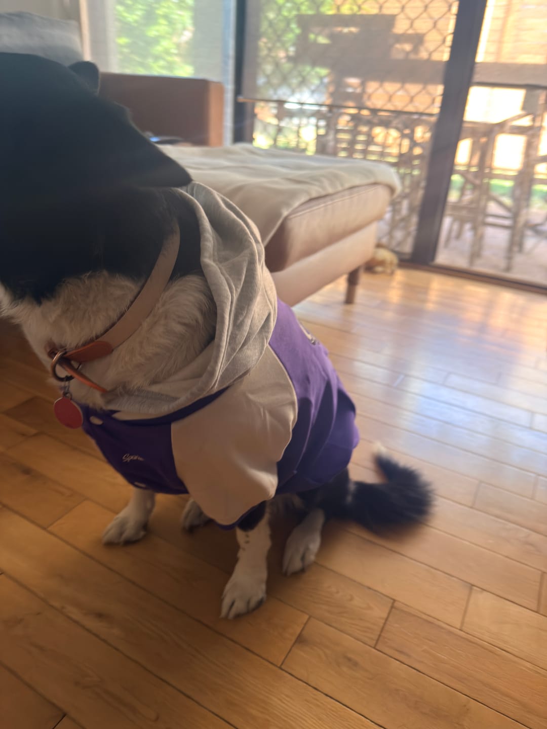 Customer photo review of Dog Varsity Jacket - Purple