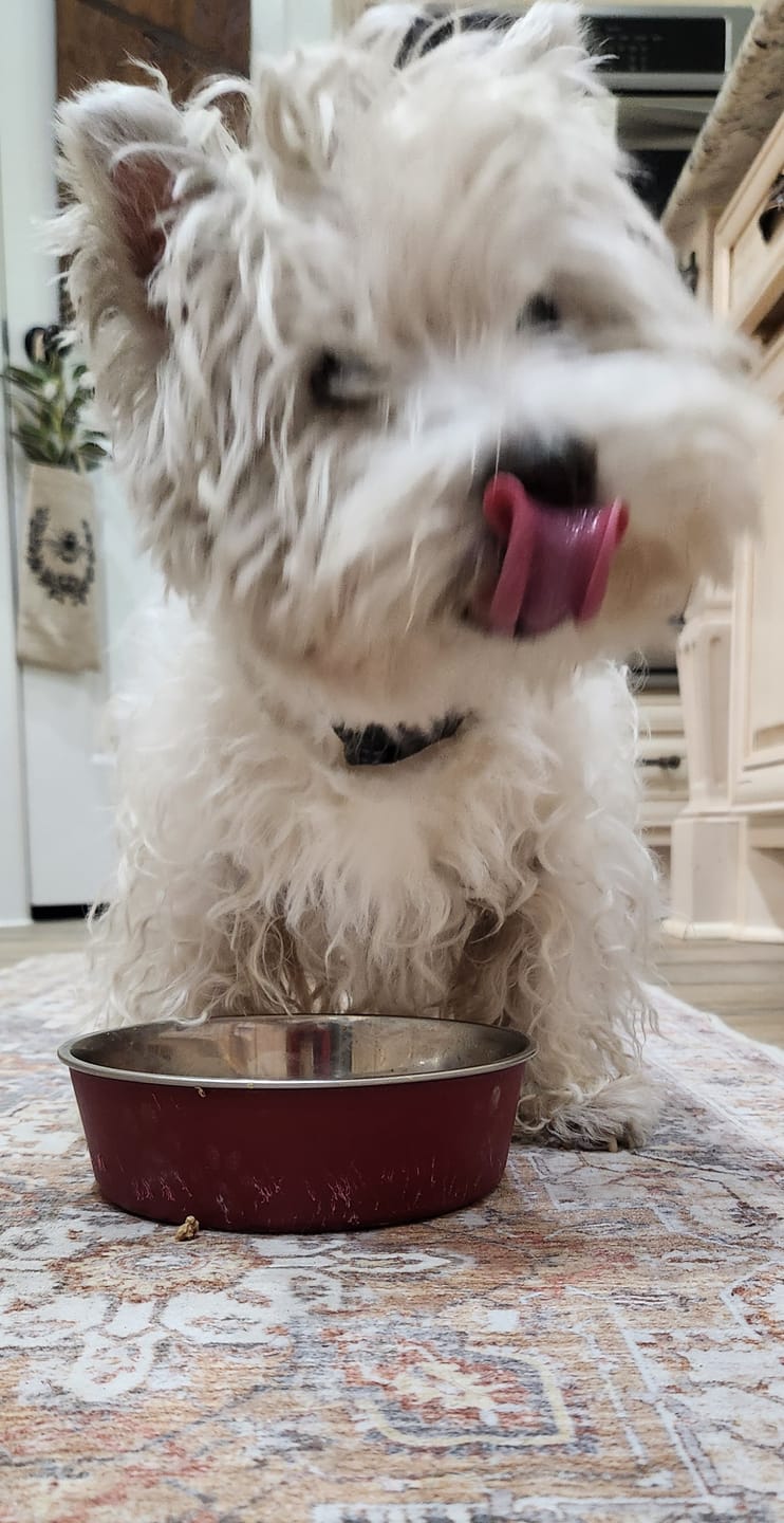 Customer photo review of OptiWize Collagen +Plus Dog and Cat Joint Health Supplement