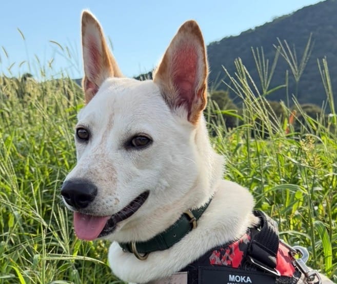 Customer photo review of ハーネス専用お名前タグ（２枚セット・マジックテープ式）