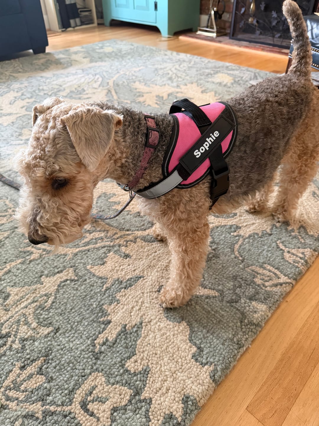 Customer photo review of Dogshood ™ Ergonomic Harness