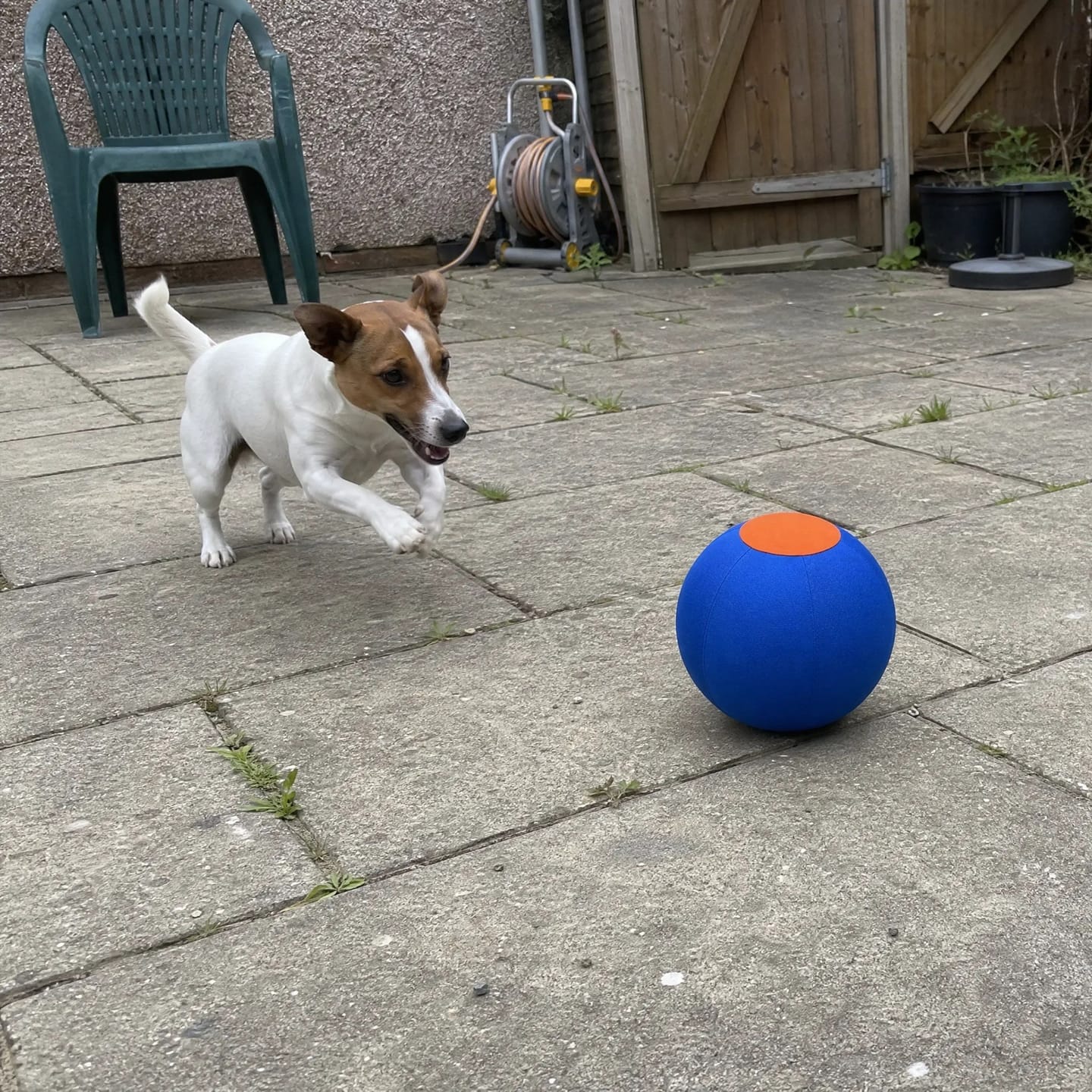 Customer photo review of DriveBall — Herding Ball for High-Drive Dogs, Zip-Close Oxford Cover, Replaceable Bladder