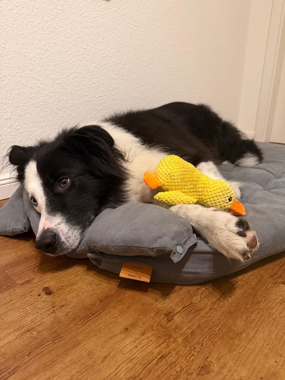 Customer photo review of TravelBuddy | Für Camper, Auto & Urlaub mit Hund