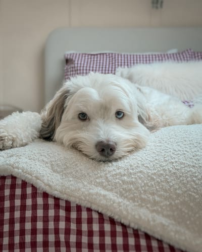 Customer's dog resting on a soft, textured Bouclé Blanket spread over a red and white checkered bedspread.
