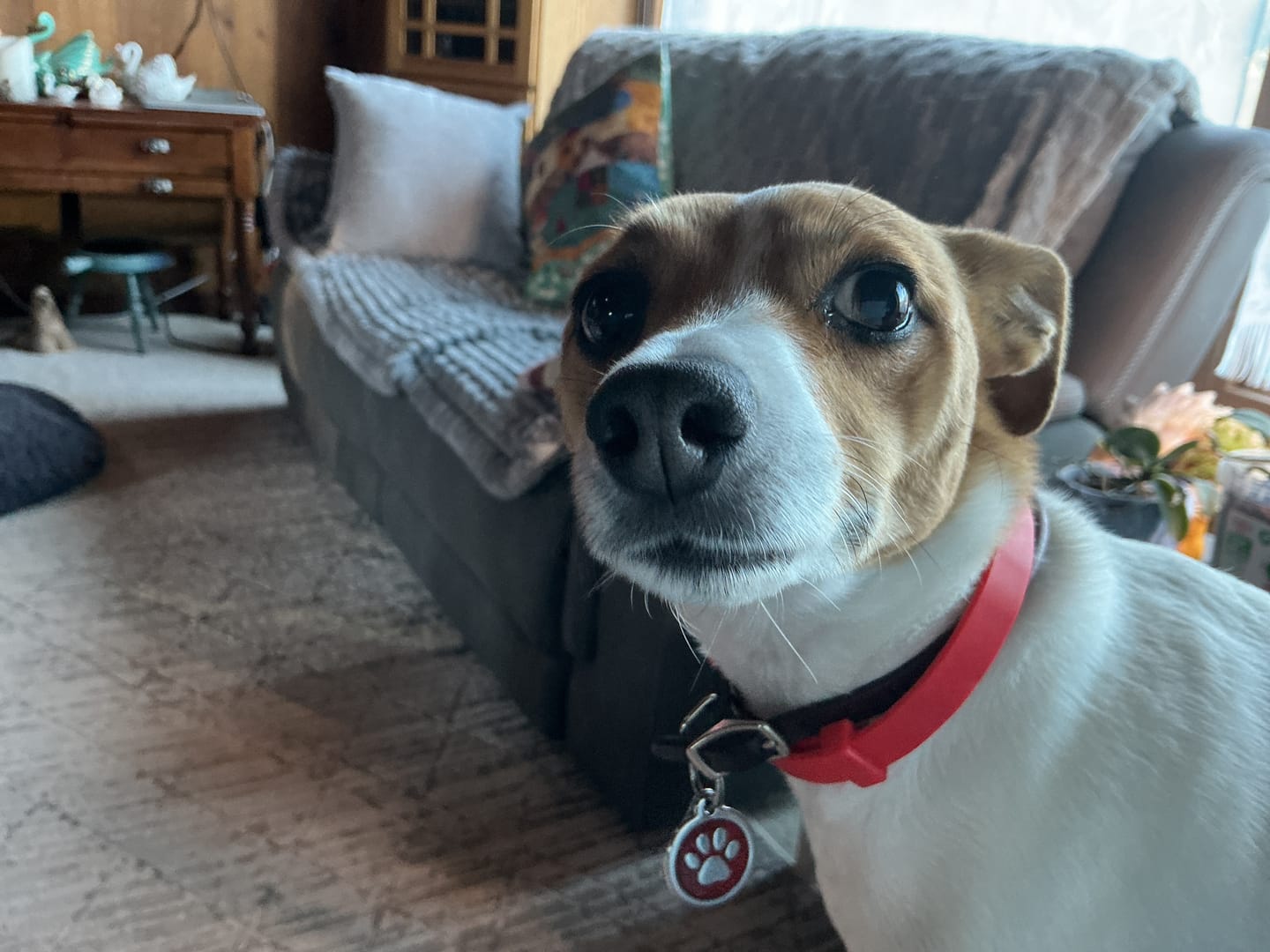 Customer photo review of FurLife™ - 8 Months All Natural Flea and Tick Collar for Dogs