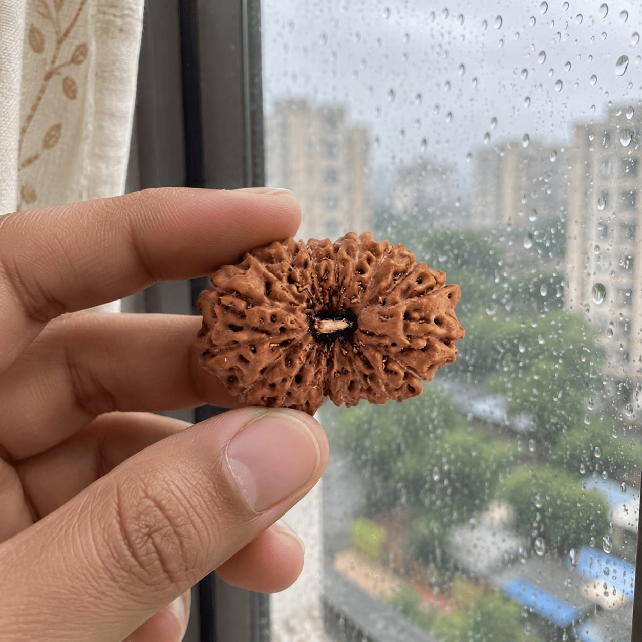 Customer photo review of Original 17 Mukhi Rudraksha (Nepali)