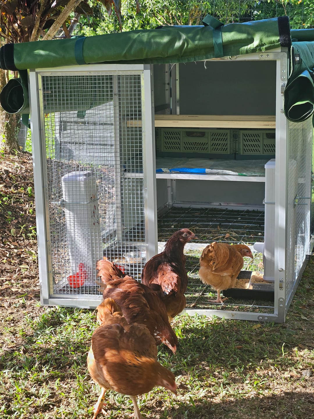 Customer photo review of Mobile Chicken Coop / Chicken Tractor